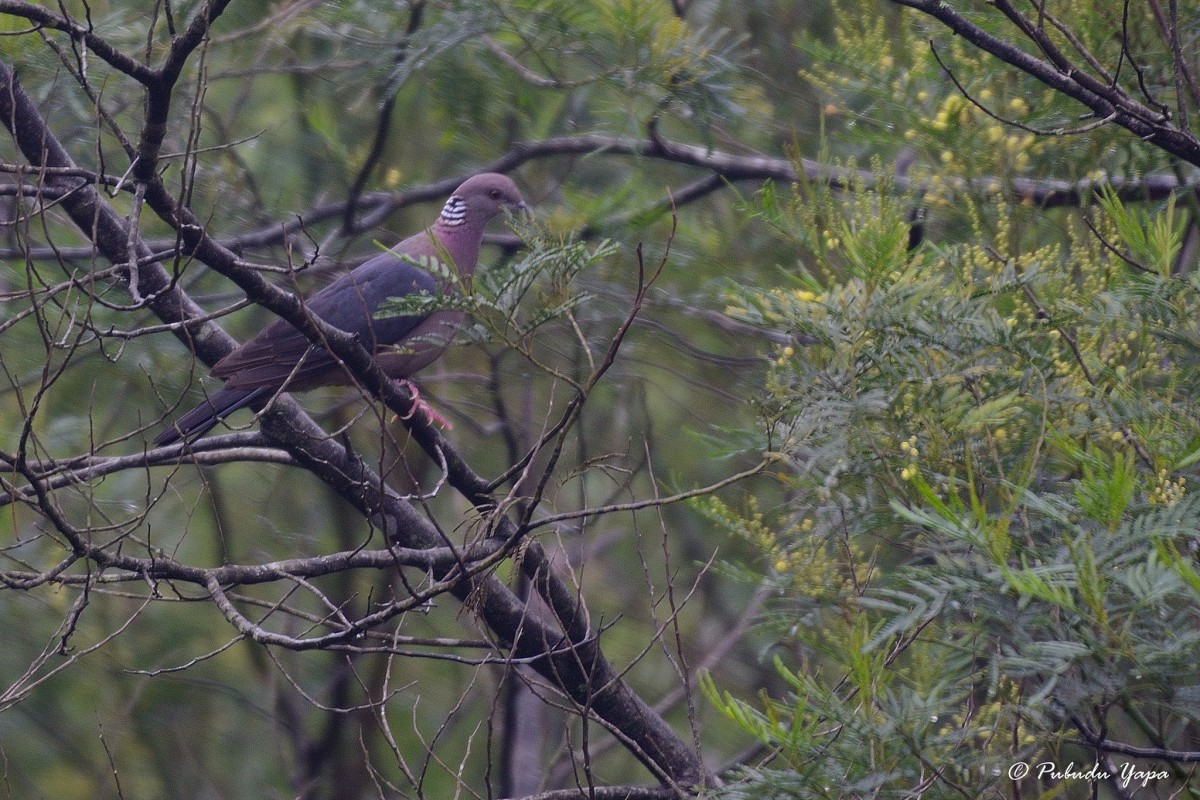 Columba